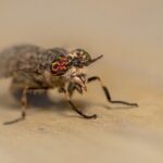 Shoo fly: Now is the time to think fly control horse fly