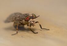 Shoo fly: Now is the time to think fly control horse fly