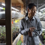 A woman stands next to seedlings on shelves.