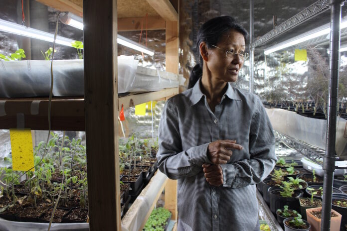 purple_skies_2 A woman stands next to seedlings on shelves.