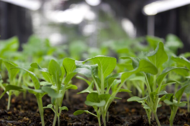 seedlings growing indoors.