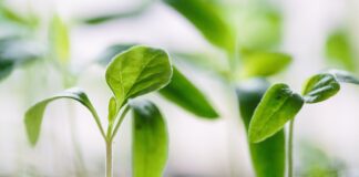 green plants on soil