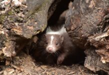 Signs of spring surround us in March skunk