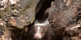 Signs of spring surround us in March skunk