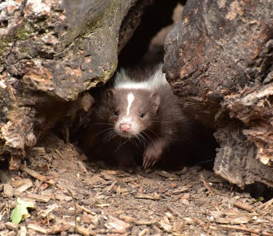 Remembering a skunk-wrangling friend skunk