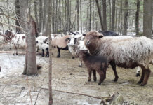 Learning proper lambing behavior key for young LGDs ewes and lambs