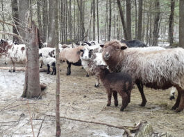 Learning proper lambing behavior key for young LGDs ewes and lambs