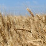 wheat