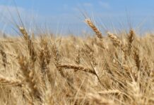 Planting challenges for forages and small grains wheat
