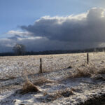 How to evaluate damage to trees winter