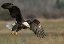 Ohio confirms avian influenza in wild birds bald eagle above brown frield