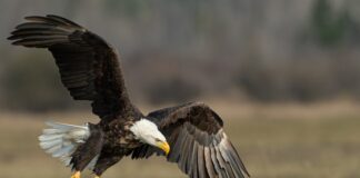 bald eagle above brown frield