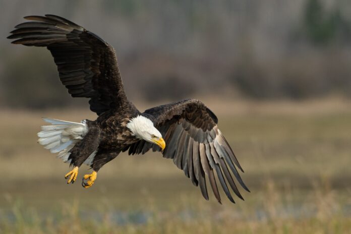 Photo by Richard Lee bald eagle above brown frield
