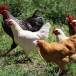 Bird flu found in Ohio backyard chicken flock white and brown chicken on green grass during daytime
