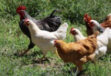 Bird flu found in Ohio backyard chicken flock white and brown chicken on green grass during daytime