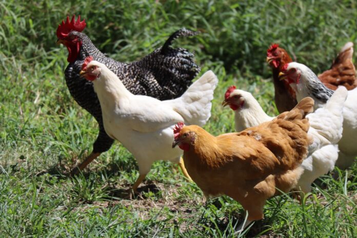 Photo by Zachariah Smith white and brown chicken on green grass during daytime