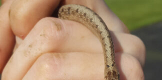 How to identify and react to snakes in Ohio brownsnake