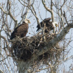 Division of wildlife estimates 806 bald eagle nests in Ohio bald eagles
