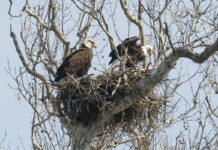 Division of wildlife estimates 806 bald eagle nests in Ohio bald eagles