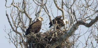 Division of wildlife estimates 806 bald eagle nests in Ohio bald eagles