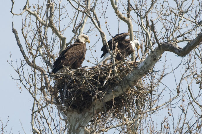 bald eagles