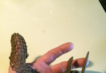 You identified a honey of a mystery item, can you do it again?