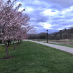 Athens County is a mecca for outdoor enthusiasts cherry trees