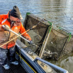 An inside look at walleye and saugeye management in Ohio Dan Wright