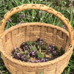 The pleasing properties of purple dead nettle Purple dead nettle