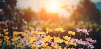 April finally brings warm weather flowers and sun