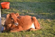 Enjoying the spring season of a dairy cow calf