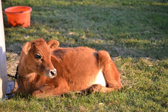calf calf