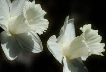 Hard to be patient as weather warms daffodil