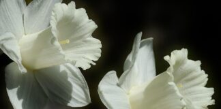 Hard to be patient as weather warms daffodil