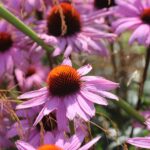 How to plant coneflowers echinacea flowers