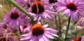 How to plant coneflowers echinacea flowers