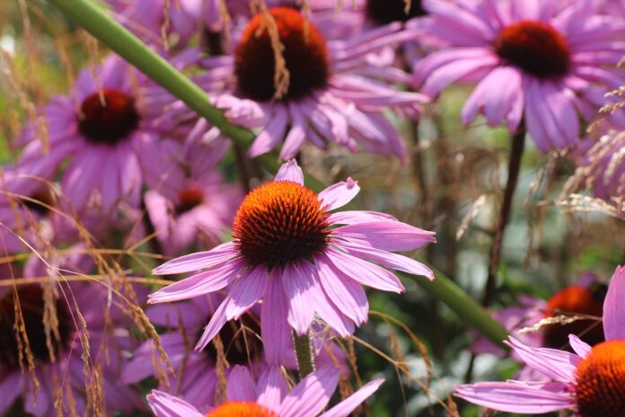 echinacea flowers