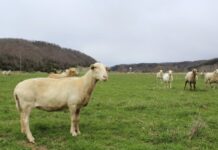 Demand and prices for lamb hit record highs in 2021 A sheep stands broadside to the camera in a pasture with other sheep in the background