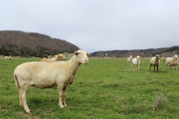 A sheep stands broadside to the camera in a pasture with other sheep in the background