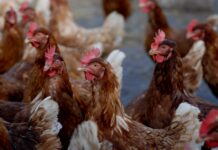 Bird flu found in Lehigh Valley flock in Pennsylvania brown and white chicken on white sand