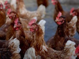 H5N1 bird flu outbreak enters fourth year in U.S. brown and white chicken on white sand