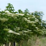 Selecting the right plants for wet land in Ohio Elderberry bushes