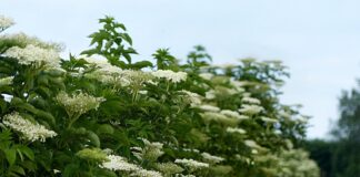Selecting the right plants for wet land in Ohio Elderberry bushes