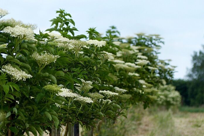 Elderberry bushes