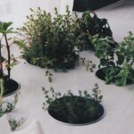 The secrets to growing herbs indoors herbs