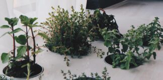 The secrets to growing herbs indoors herbs