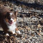 Follow love’s lead and you won’t be led astray puppy