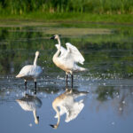 Bringing back the wilderness trumpeter swans