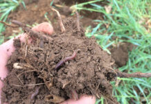 How do we determine soil health? healthy soil