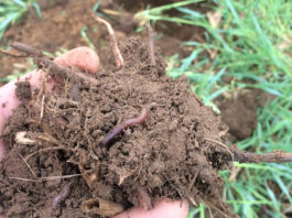 How do we determine soil health? healthy soil